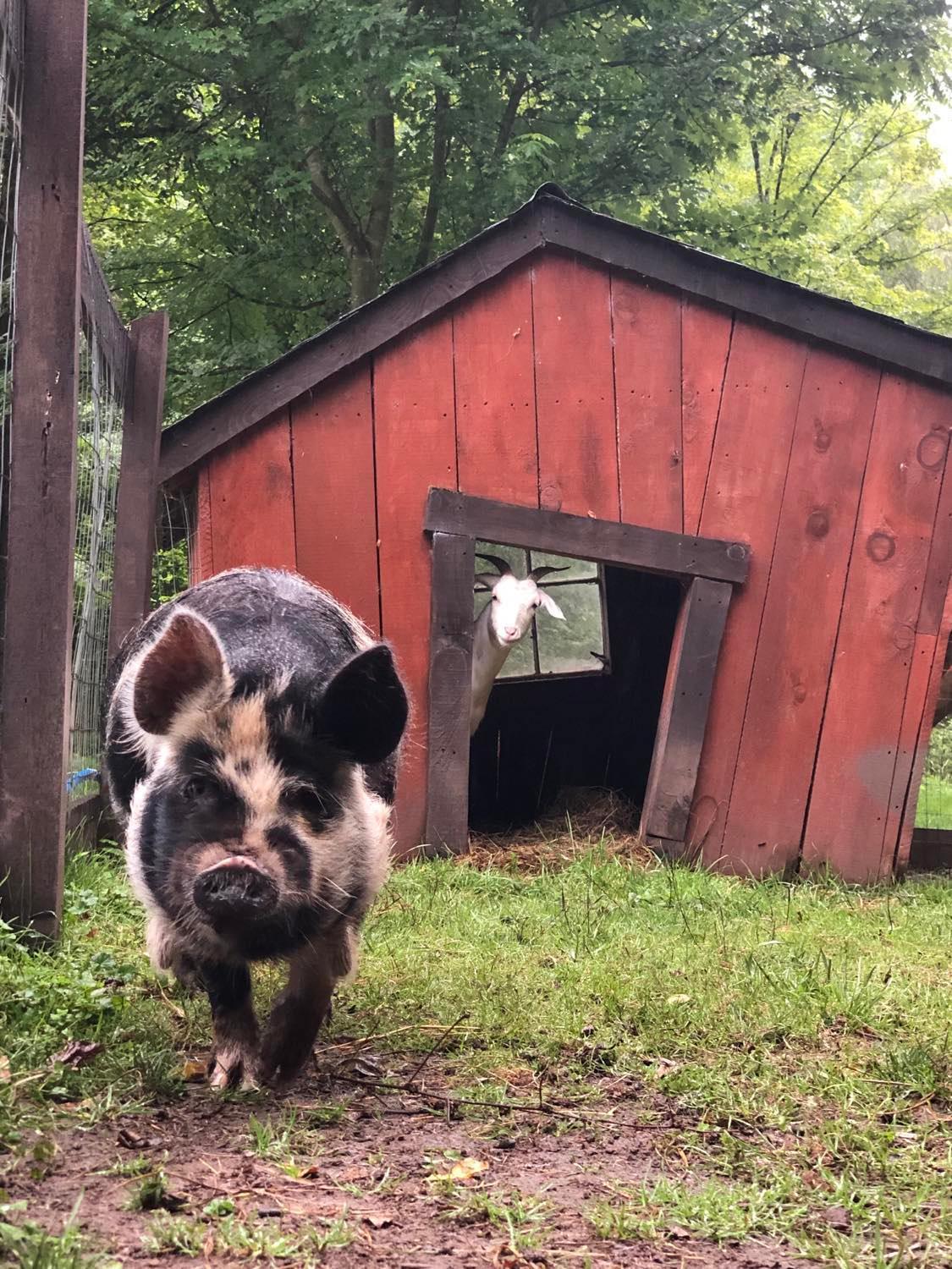 The Renovated Barn At Seneca Rocks别墅 外观 照片